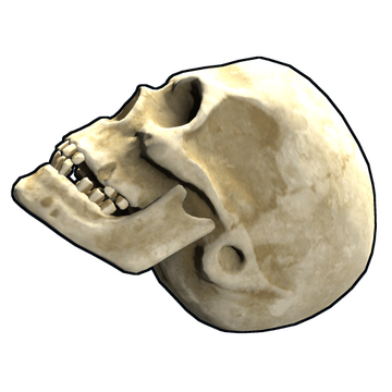 Skull image