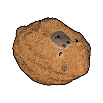 Capybara Rock image